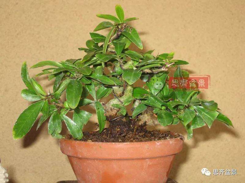 石榴盆景怎么扦插培养的方法