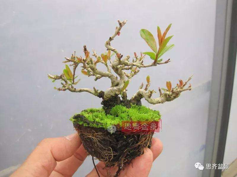 石榴盆景怎么扦插培养的方法