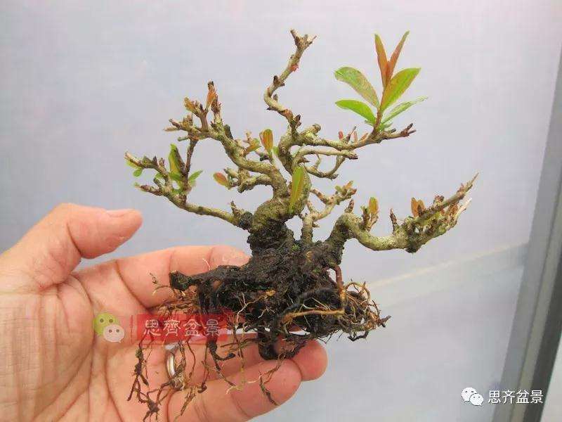 石榴盆景怎么扦插培养的方法