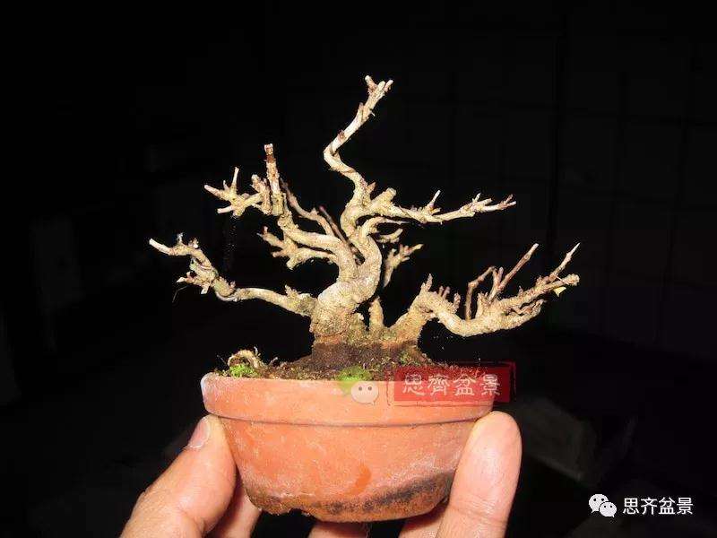 石榴盆景怎么扦插培养的方法