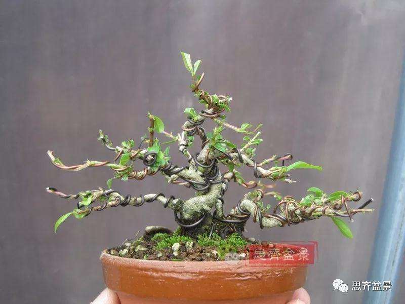 石榴盆景怎么扦插培养的方法