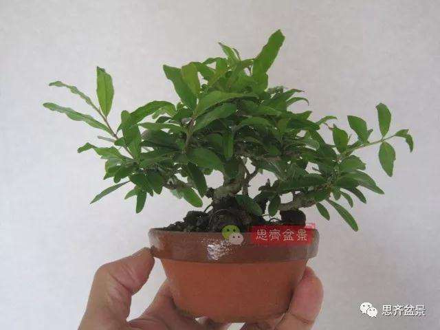 石榴盆景怎么扦插培养的方法