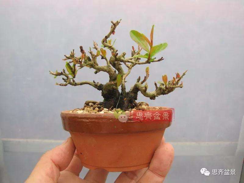 石榴盆景怎么扦插培养的方法