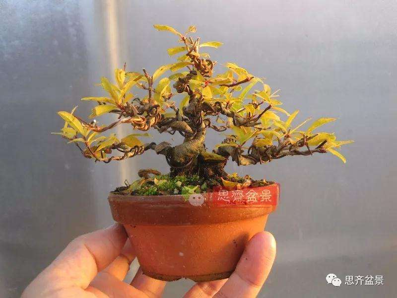 石榴盆景怎么扦插培养的方法