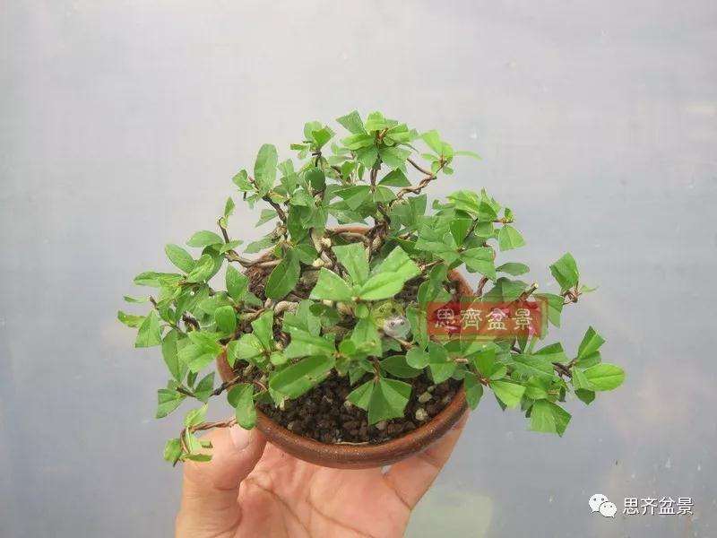 石榴盆景怎么扦插培养的方法