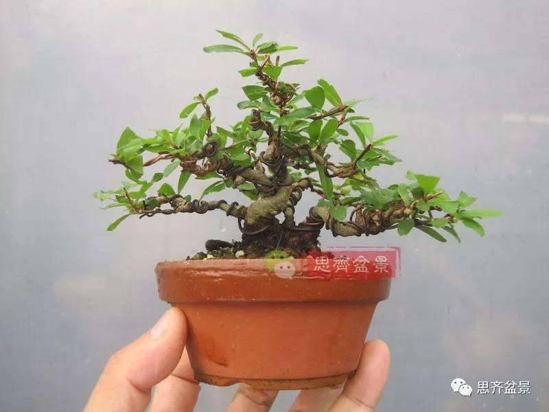 石榴盆景怎么扦插培养的方法