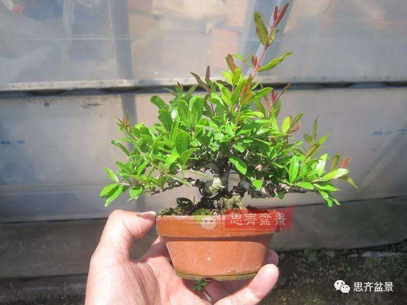 石榴盆景怎么扦插培养的方法