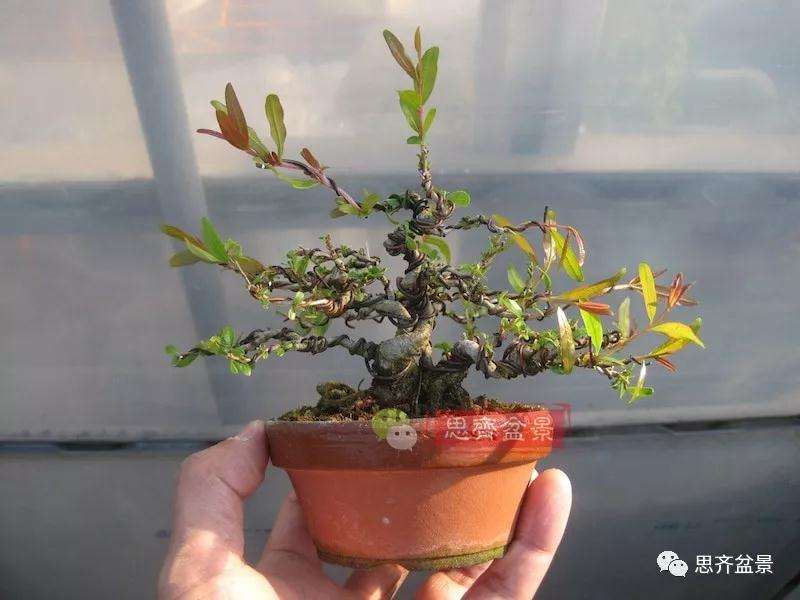 石榴盆景怎么扦插培养的方法