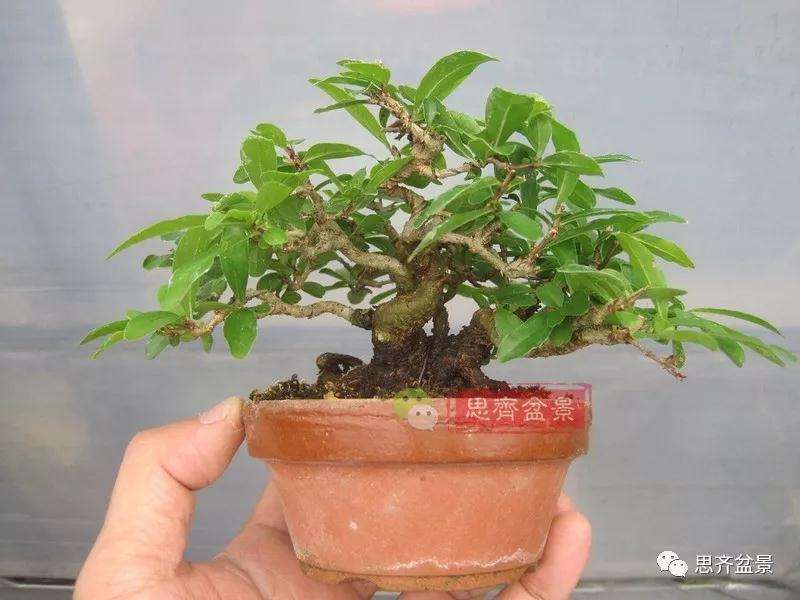 石榴盆景怎么扦插培养的方法