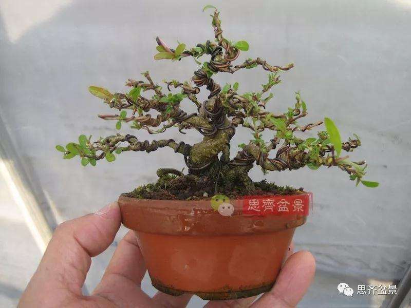 石榴盆景怎么扦插培养的方法