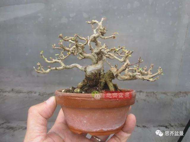 石榴盆景怎么扦插培养的方法