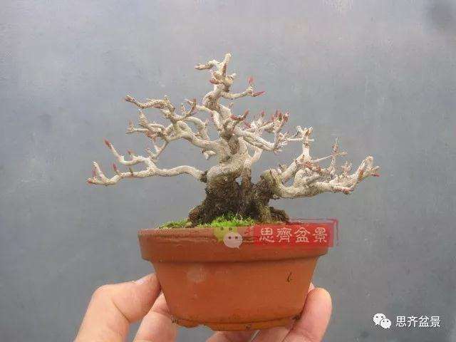 石榴盆景怎么扦插培养的方法