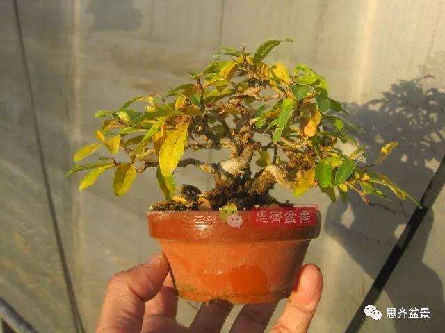 石榴盆景怎么扦插培养的方法