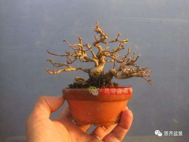 石榴盆景怎么扦插培养的方法