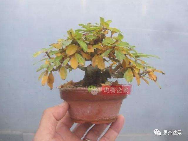 石榴盆景怎么扦插培养的方法