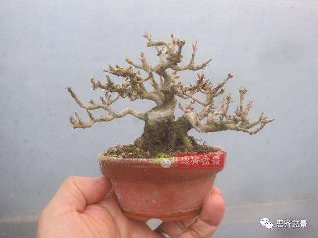 石榴盆景怎么扦插培养的方法