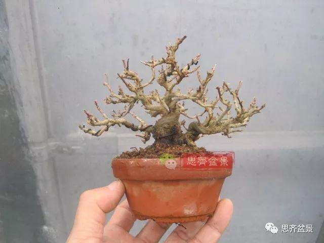 石榴盆景怎么扦插培养的方法