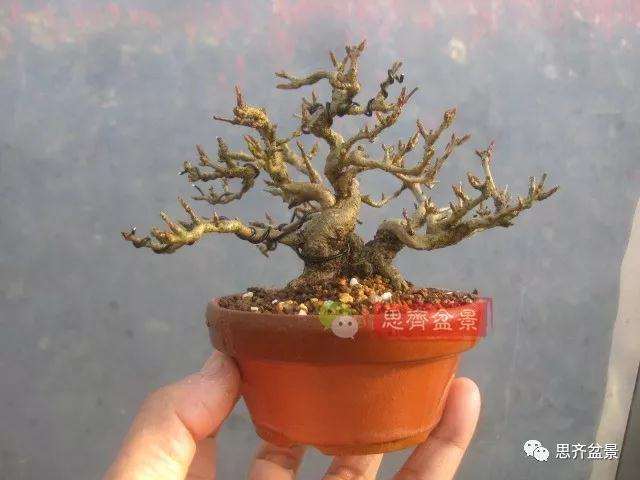 石榴盆景怎么扦插培养的方法