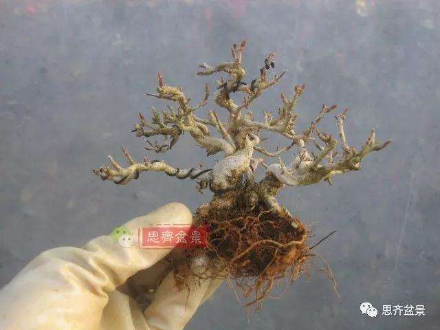 石榴盆景怎么扦插培养的方法