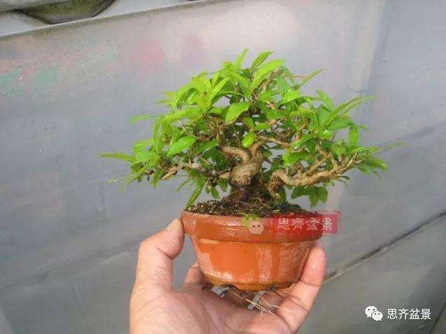 石榴盆景怎么扦插培养的方法