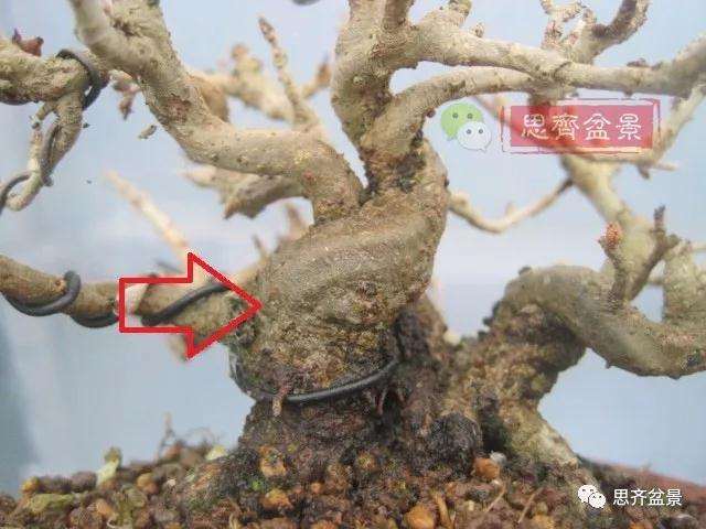 石榴盆景怎么扦插培养的方法