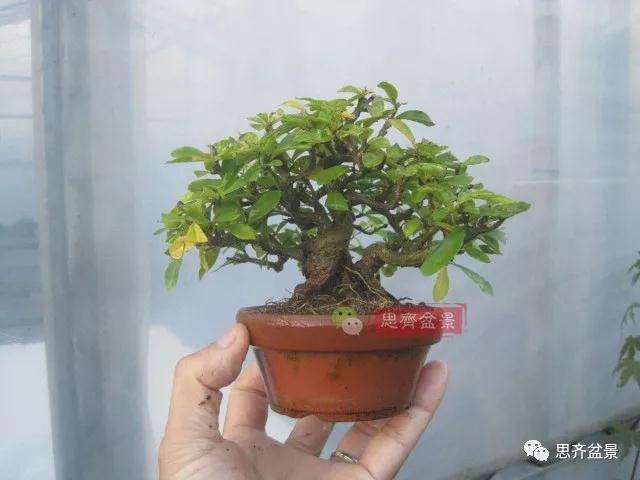 石榴盆景怎么扦插培养的方法