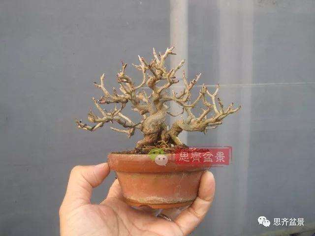 石榴盆景怎么扦插培养的方法