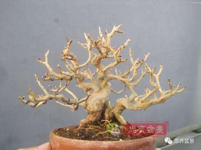 石榴盆景怎么扦插培养的方法