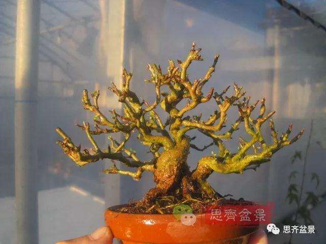 石榴盆景怎么扦插培养的方法