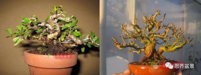 石榴盆景怎么扦插培养的方法