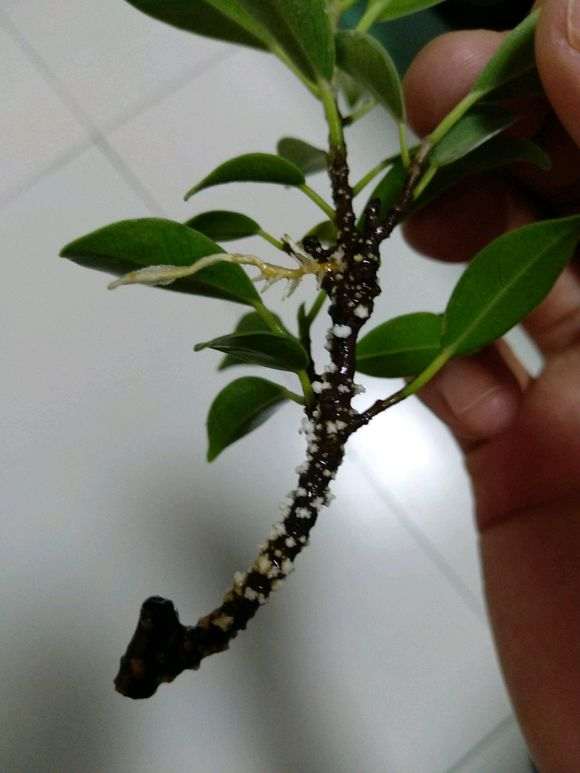 虎皮榕树下山桩水插十天 变成根么 图片