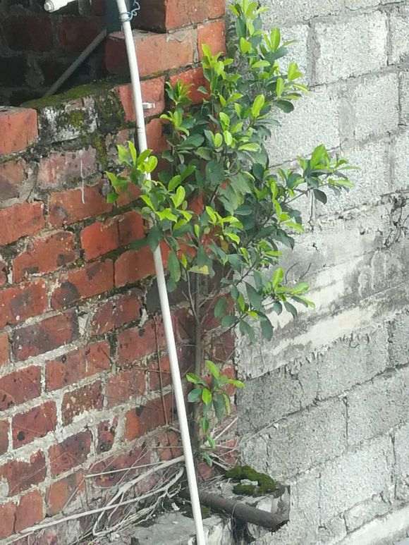 这是不是细叶榕树下山桩 怎么样 图片