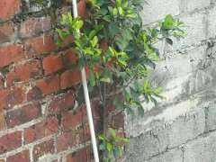 这是不是细叶榕树下山桩 可以吗 图片