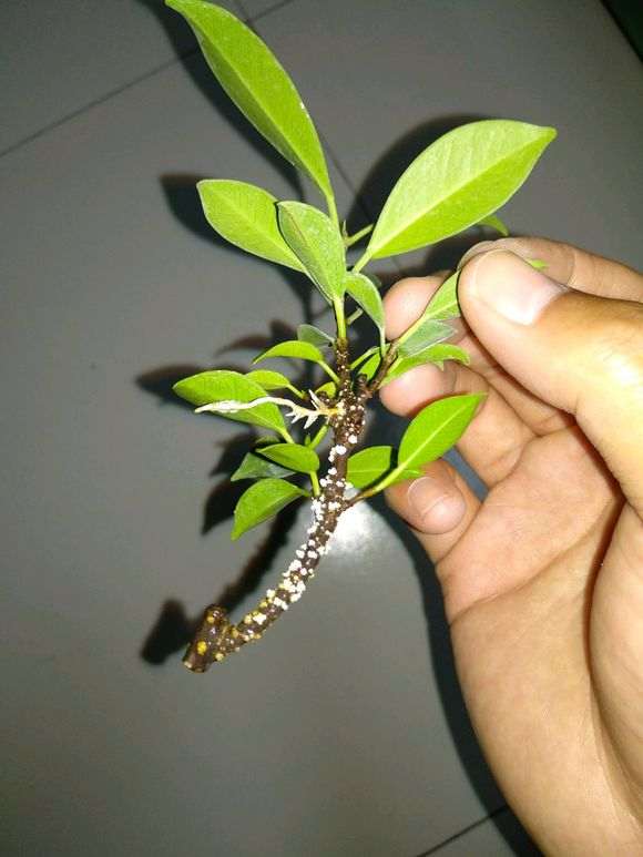 榕树下山桩嫁接到黄葛树幼树上 可以吗