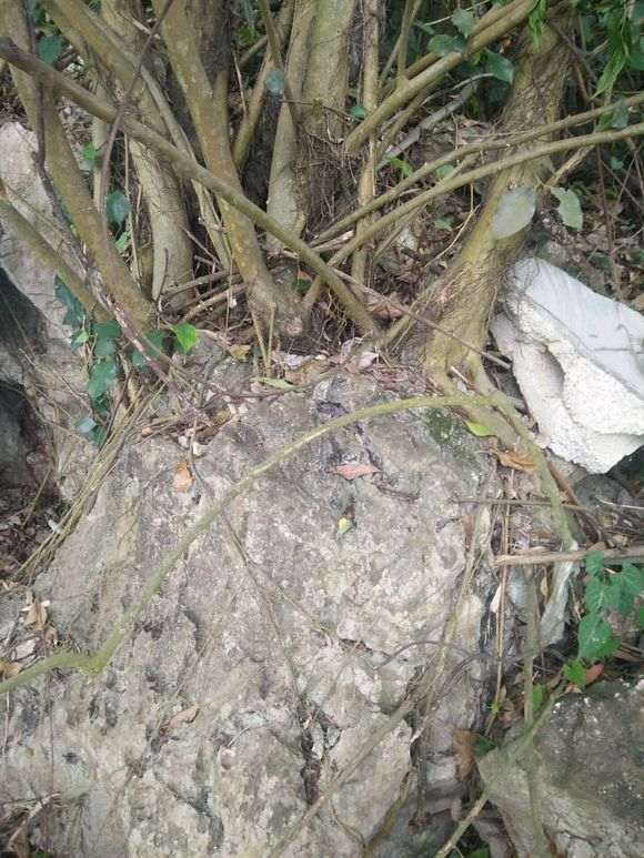 这棵斜叶榕树怎么样 有挖的价值没