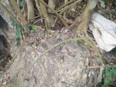 这棵斜叶榕树下山桩可以吗 有挖的价值没 图片