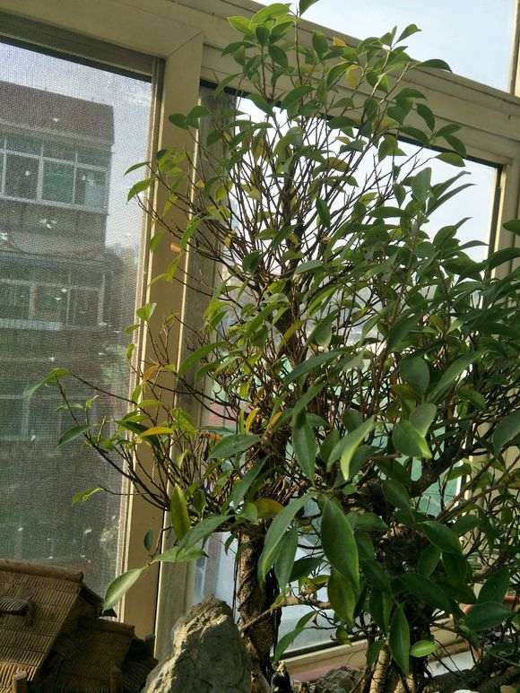 台湾虎皮榕树下山桩在秋天自动落叶子吗