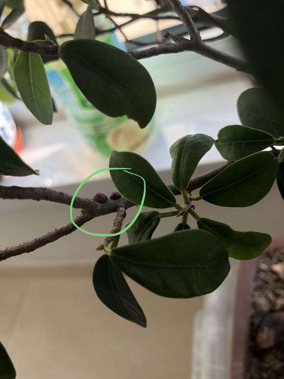 榕树下山桩不知道是霉菌还是虫卵 图片