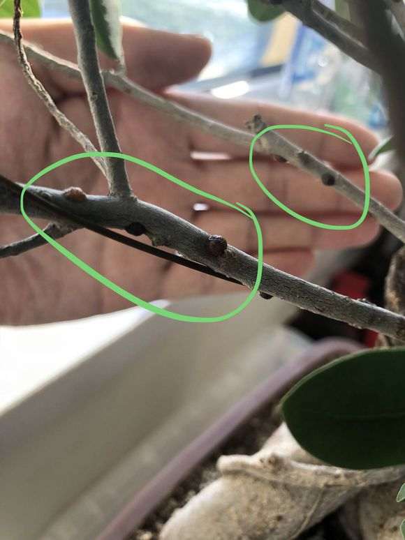 榕树下山桩不知道是霉菌还是虫卵 图片
