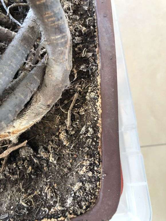 榕树下山桩不知道是霉菌还是虫卵 图片