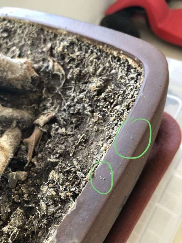 榕树下山桩不知道是霉菌还是虫卵 图片