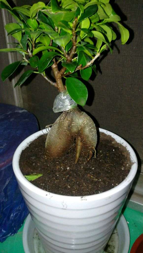 榕树下山桩的气根 怎么浇水 图片