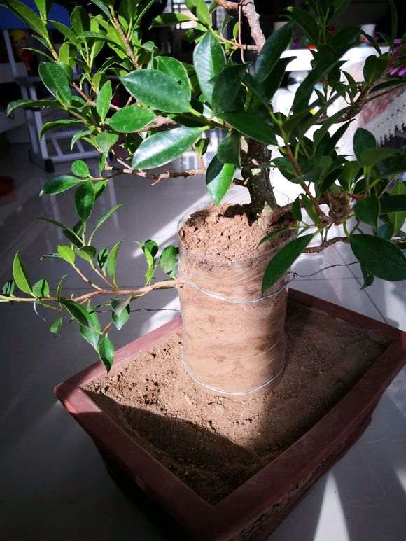 图解 榕树下山桩怎么生根的方法