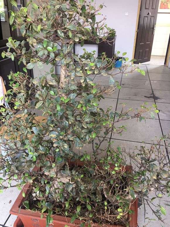 北方室内养的榕树下山桩 每天不断落叶