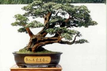 2019年中国盆景精品邀请展成功举办