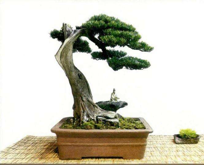 2019年中国女盆景师委员会正式成立