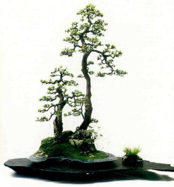 2019年中国女盆景师委员会正式成立