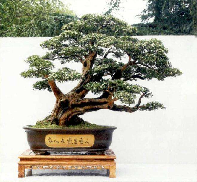 2019年中国女盆景师委员会正式成立