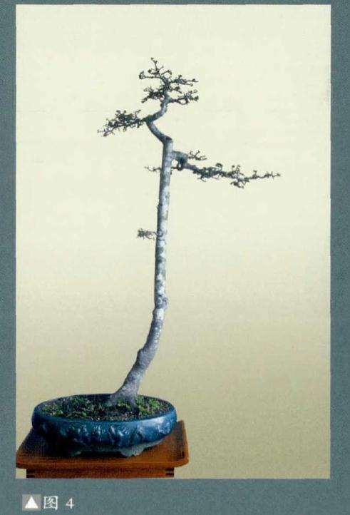 图解 朴树下山桩怎么制作盆景的方法
