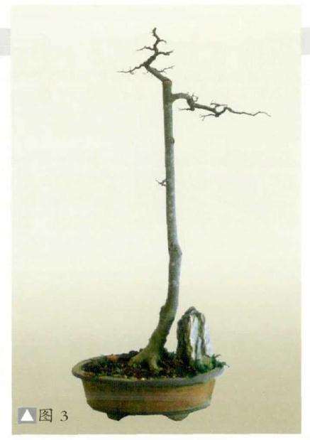图解 朴树下山桩怎么制作盆景的方法